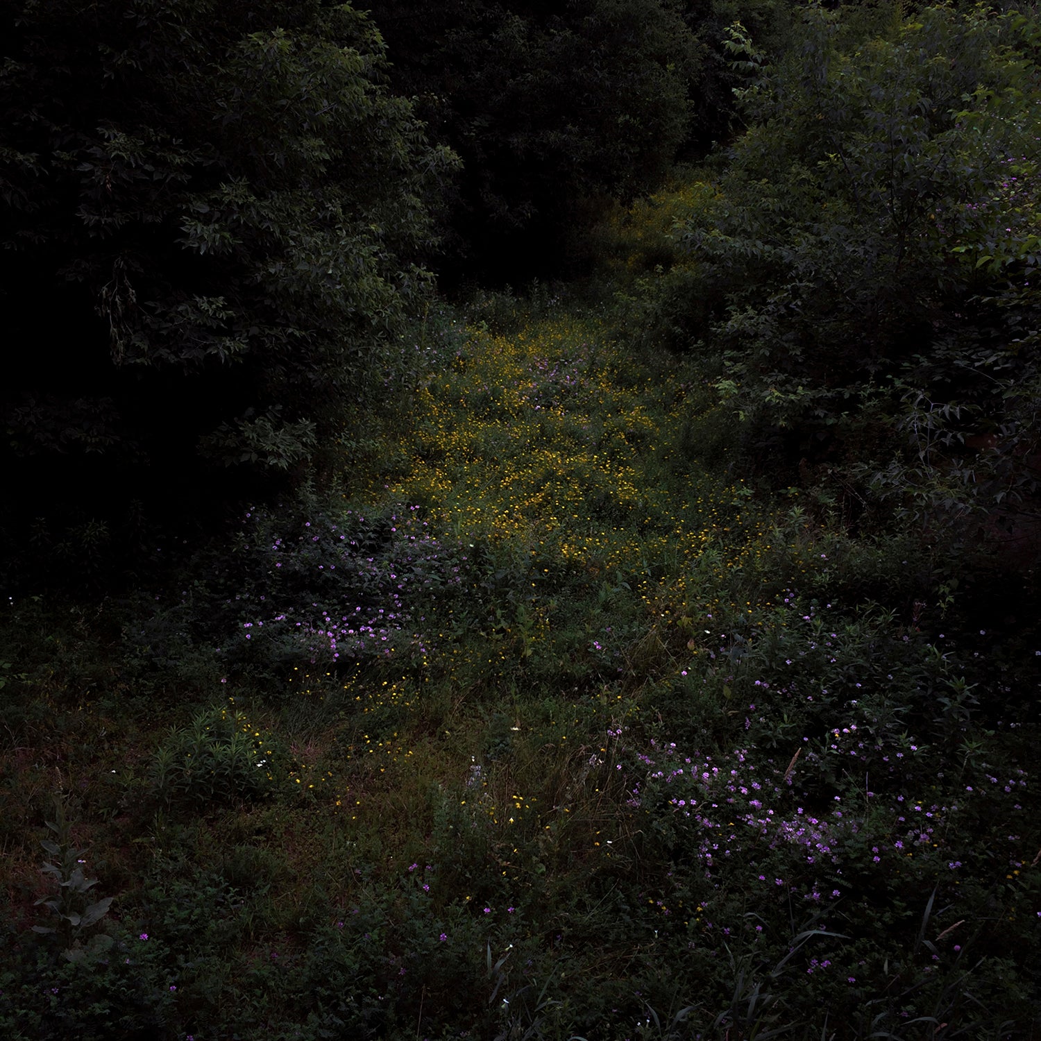 Fireworks - Higher Lonely Power Colour 4 12"